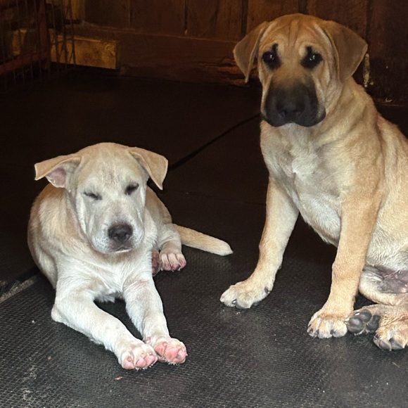 Meet your Posher, Elizabeth - Picture 11 of 13